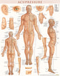 Acupressure Poster (22 X 28 Inches) - Laminated: Anatomy of Points for Acupressure & Acupunture